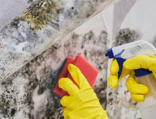 Mold Removal Myths Debunked: What Really Works After Water Damage?