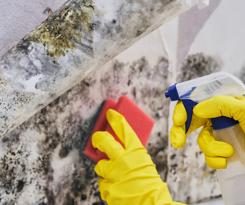 Mold Removal Myths Debunked: What Really Works After Water Damage?